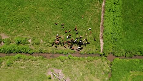 Aerial-View-Of-Livestock-Cattle-At-The-Field-In-Oregon,-USA