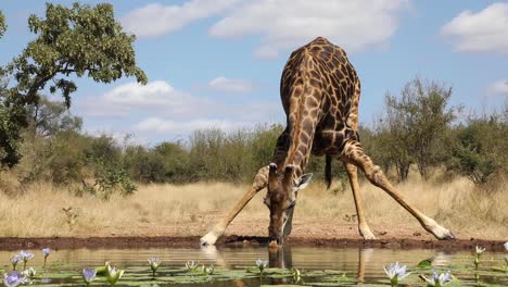 Wide-shot-of-a-giraffe-standing-up-again-after-drinking,-Greater-Kruger