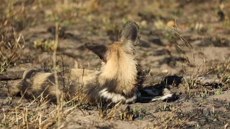 Wide-shot-of-a-African-wild-dog-laying-in-the-morning-sun-and-looking-around,-Greater-Kruger