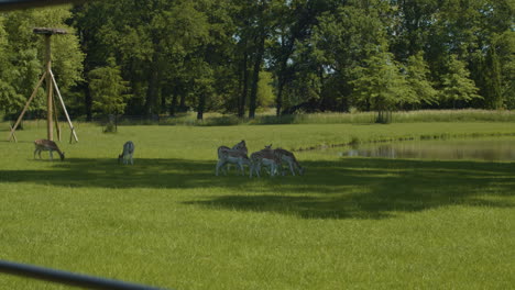 Herd-of-deer-eating-grass-in-the-shade-on-a-hot-summer-day