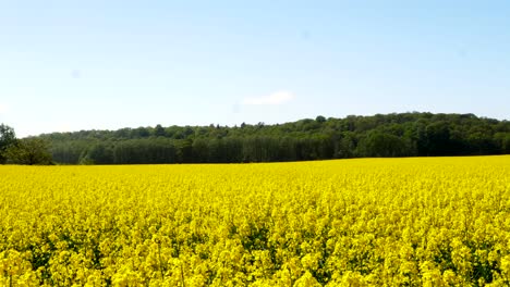 Field-of-yellow-rapeseed-flowers,-a-forest-in-the-horizon,-wide-shot-pan-right