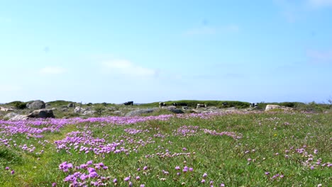 Landscape-Static-Shot-of-Sea-Thrift-Evergreen-Blooming-Bright-Pink-with-Coastal-Cows-on-the-Horizon-in-Halland,-Sweden