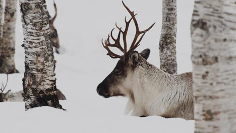 Reindeer-Lying-And-Sleeping-Under-The-Tree-In-Forest-During-Snowfall-In-Winter