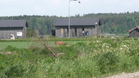 Deer-Grazing-on-a-Meadow-next-to-Village-in-Finland-in-Summer,-Long-Shot