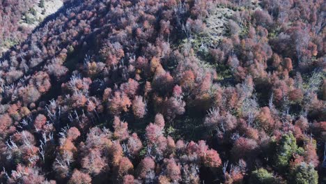 Aerial-view-of-the-forest-and-its-autumnal-colors-towards-cerro-bella-vista,-Bariloche,-Patagonia