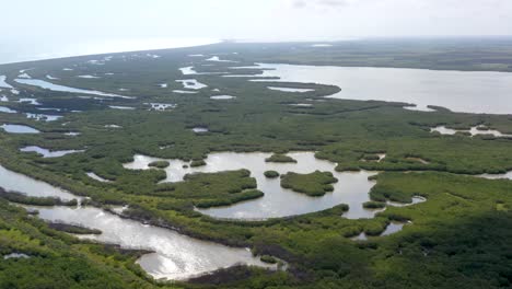 aerial-footage-mangrove-tree-forest-and-river-Mangrove-landscape
