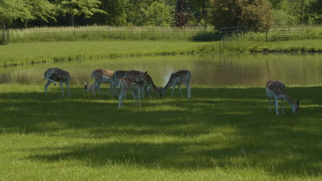 Small-herd-of-dear-relaxing-in-the-shadow-near-a-pond