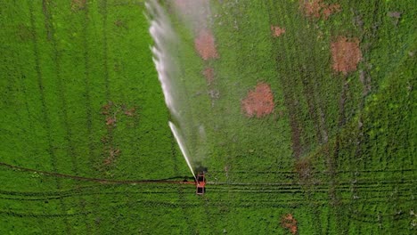 Bewässerung-Von-Minzpflanzen-Mit-Sprinkler-Mit-Regenbogen,-Der-Aus-Wasserspray-Gebildet-Wird