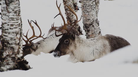 Pair-Of-Reindeer-Relaxing-On-Snowy-Forest-During-Snowfall-In-Winter-Season