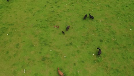 Herd-Of-Cattle-Grazing-On-Lush-Green-Field