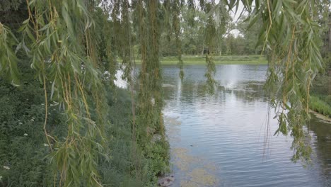 Close-up-of-willow-tree-branches-in-front-of-a-pond-in-spring