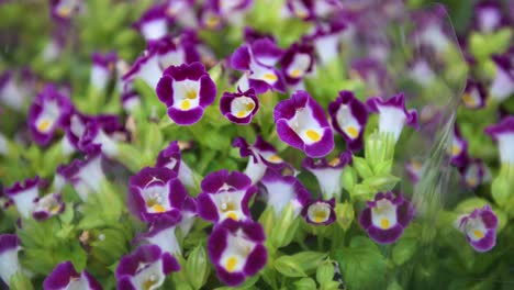 Die-Purpurrote-Torenia-Fournieri,-Gemeinhin-Als-Wishbone-Blume-Bezeichnet,-Wird-Auf-Einem-Blumenmarkt-In-Hongkong-Zum-Verkauf-Angeboten