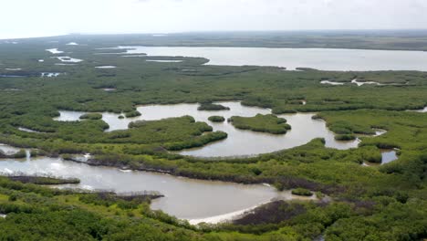 aerial-view-of-mangrove-tree-forest-and-river-Mangrove-landscape