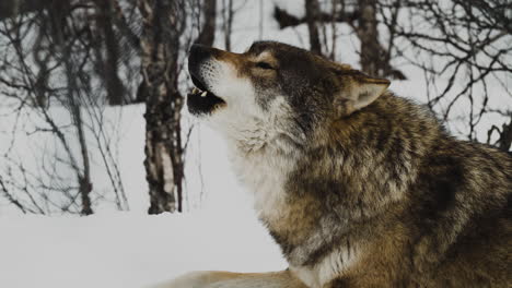 Grey-Wolf-Howling-While-Lying-On-Snowy-Mountain
