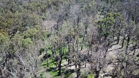 Niedrige-Luftaufnahmen-über-Dem-Baldachin-Des-Sich-Erholenden-Eukalyptuswaldes,-Ein-Jahr-Nachdem-Ein-Lauffeuer-Die-Region-Heimgesucht-Hatte