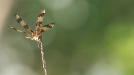 halloween-pennant-dragonfly-winged-insect-on-windy-reed-in-slow-motion-with-green-background
