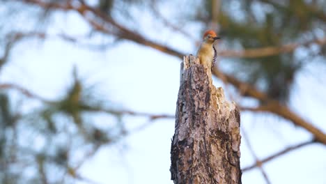 Pájaro-Carpintero-De-Vientre-Rojo-Mirando-Alrededor-En-La-Parte-Superior-Del-Tocón-De-árbol