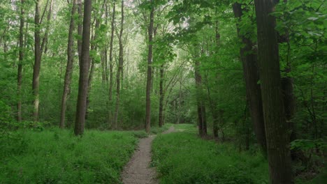 Slow-walking-path-through-dense-green-forest-in-the-heart-of-Transylvania