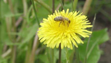 The-bee-collects-nectar-on-the-dandelion