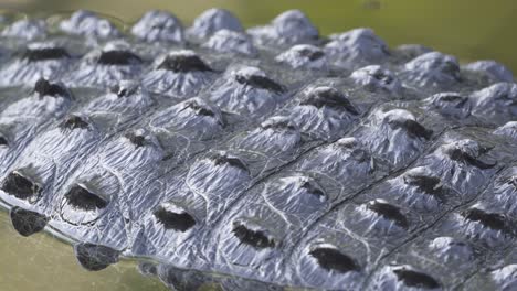 black-alligator-reptile-hide-scales-close-up-in-water