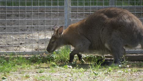 Cute-Red-necked-Wallaby-scavenging-for-food-through-weeds