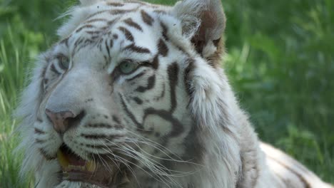 Süßer-Weißer-Bengalischer-Tiger,-Der-Im-Schatten-Inmitten-Einer-Grünen-Wiese-Ruht