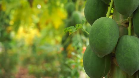 Frutas-Frescas-De-Papaya-Que-Crecen-En-La-India-Clip-4k