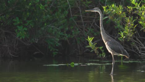 great-blue-heron-bird-standing-in-pond-water-with-morning-light