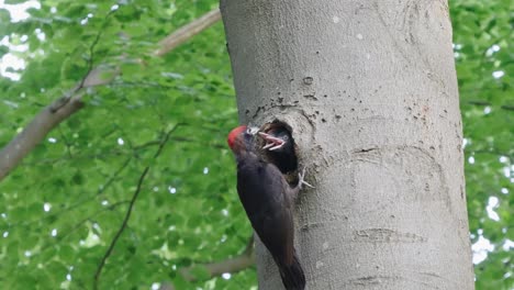 Woodpecker-bird-feeding-babies-in-a-hole-in-tree