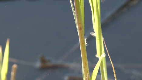 Majestic-dragonfly-fly-away-from-reed-near-water-pond,-close-up-view