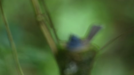 Schwarznackenschnäpper,-Hypothymis-Azurea,-Kaeng-Krachan,-Thailand