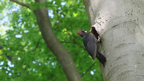 Woodpecker-flying-away-from-tree-in-slow-motion