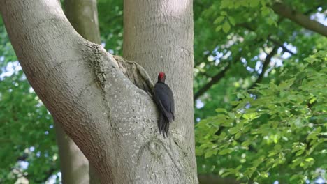 Pájaro-Carpintero-Negro-Dryocopus-Martius-Alimentándose-De-Larvas-De-Insectos-Desde-El-Interior-De-Un-árbol