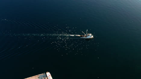 Malerischer-Blick-Auf-Das-Reisende-Fischerboot,-Umgeben-Von-Wilden-Seevögeln-Am-Blauen-Meer-In-Der-Nähe-Des-Hafens-Von-Rovinj-In-Istrien,-Kroatien