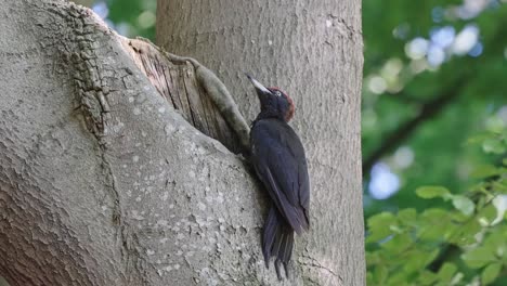 Black-Woodpecker-drinking-water-from-hole-in-tree,-water-droplets-splash-in-Slow-Motion