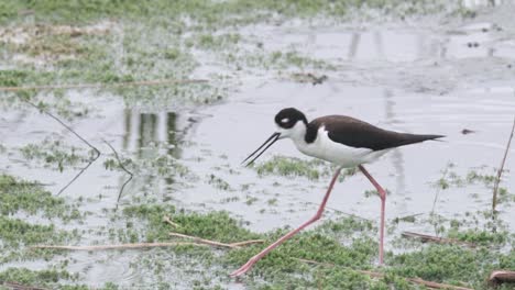 black-necked-stilt-bird-walking-across-mossy-marsh-water-in-slow-motion
