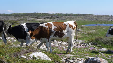 Vacas-Costeras-En-Halland