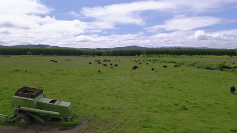 Panorama-Eines-Traktors-Und-Einer-Rinderherde-Auf-Der-Wiese-In-Oregon,-Vereinigte-Staaten-Von-Amerika