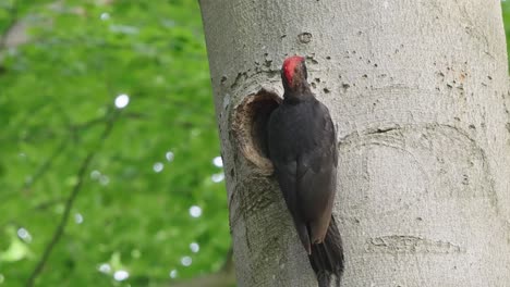 Black-Woodpecker-Dryocopus-Martius-Clinging-Outside-Of-Nest-Hole-On-Tree