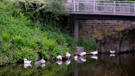 Group-of-geese-on-an-english-canal-'-real-time-footage