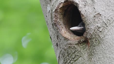 Beaks-Of-Young-Black-Woodpeckers-Poking-Out-Of-Nest-Hole-In-Tree