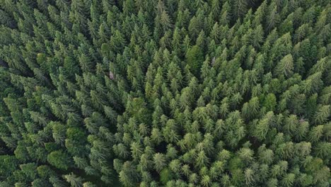 Aerial-shot-of-dense-green-forest
