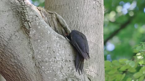 Pájaro-Carpintero-Negro-Adulto-Encaramado-Y-Alimentándose-De-Insectos,-Copa-De-árbol-En-El-Bosque,-Hojas-De-Bokeh