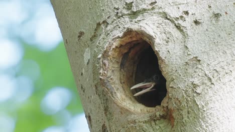 Hungry-Woodpecker-Chick-Inside-A-Tree-Hollow-With-Beak-Open
