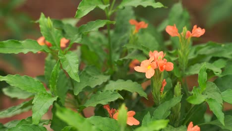 Selektiver-Fokus-Der-Blühenden-Orange-Blühenden-Pflanze,-Die-Im-Wind-Schwingt