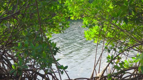 Rote-Mangrovenzweige-Mit-Meerwasserlandschaft-Am-Strand