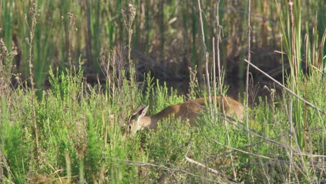 baby-white-tailed-deer-fawn-eating-plants
