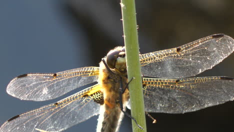 Odonata-Fliegende-Insekten,-Die-Sich-Umsehen-Und-Auf-Ihre-Umgebung-Reagieren