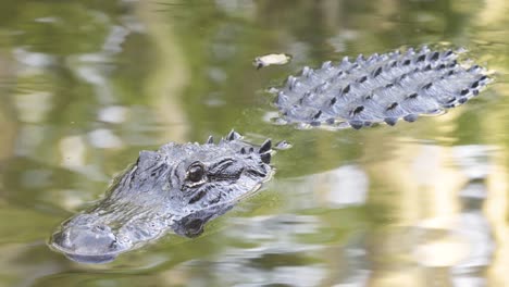 Schwarzes-Alligatorreptil,-Das-Im-Wasser-Ruht