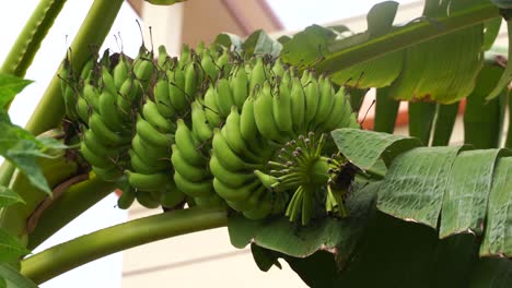 Bananenstauden-Auf-Bananenplantage,-Teneriffa,-Kanarische-Inseln,-Spanien